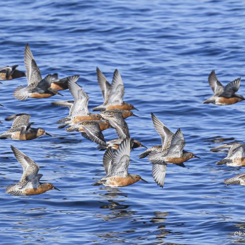 8502 Bécasseau maubèche