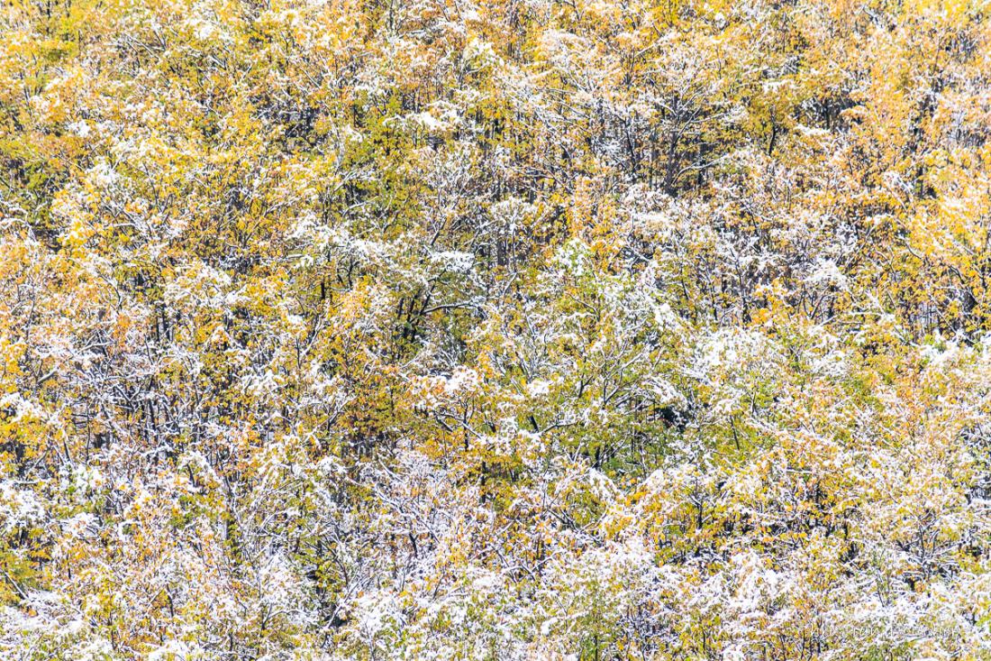 0276 - Châtaigneraie d'automne en neige